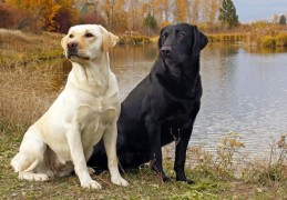 拉布拉多犬饮食：如何养成良好习惯