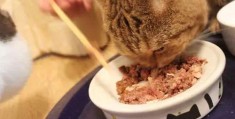 猫咪吃什么会死？不适合猫咪食用的10类物质大揭秘