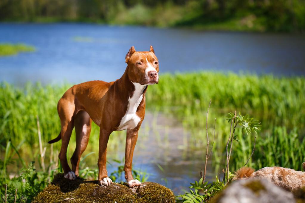 藏獒和斗牛犬打架谁更厉害？全面对比分析