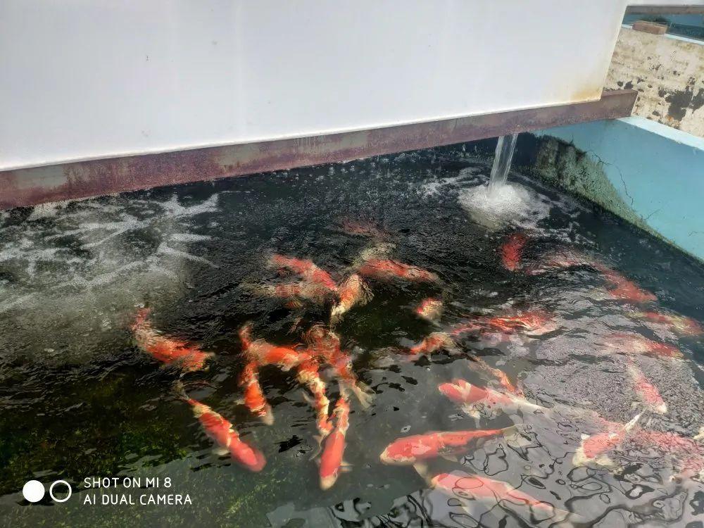 水族爱好者必看：常见水族主要品种详细介绍与养殖技巧