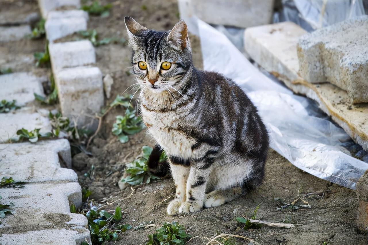 猫咪食物中毒的常见症状表现及紧急处理方法