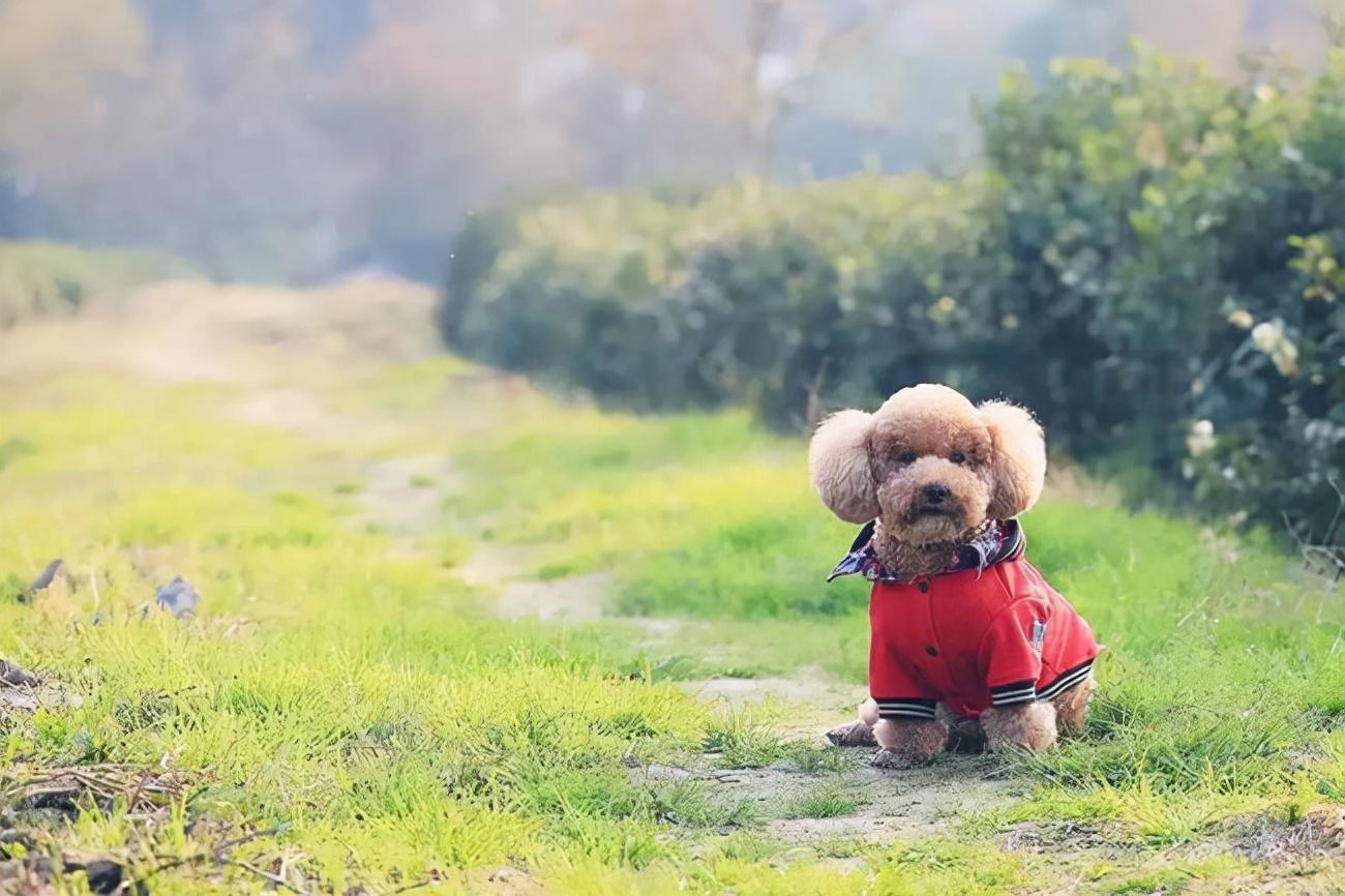 贵宾犬好养吗？全面解析贵宾犬的饲养技巧与注意事项