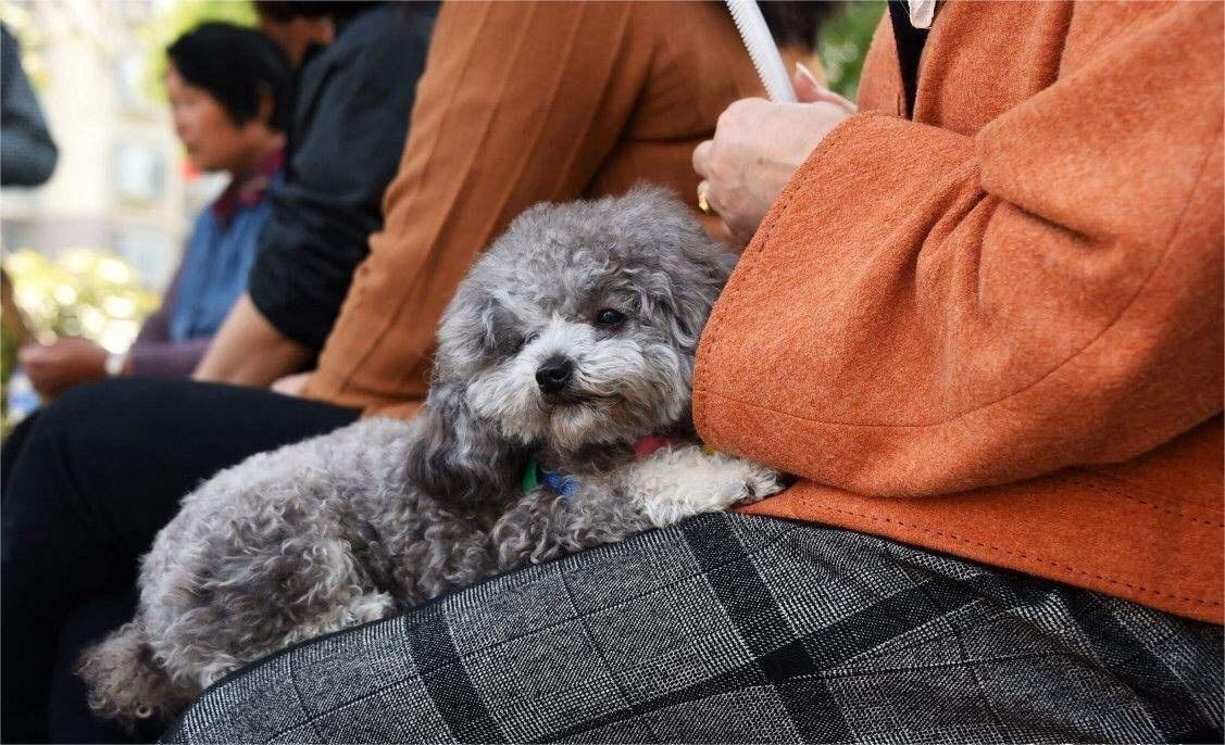 贵宾犬好养吗？全面解析贵宾犬的饲养技巧与注意事项