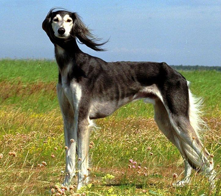 萨路基猎犬(Saluki)简介：了解这一古老犬种的历史与特点