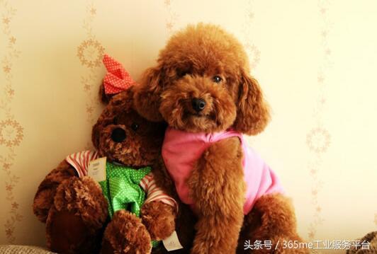 贵妇犬（玩赏型）(Poodle(Toy))品种特点与饲养指南