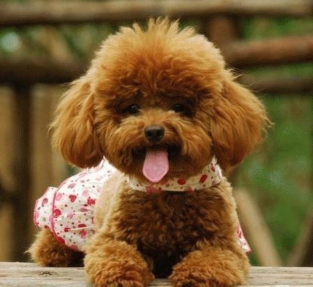 贵妇犬（玩赏型）(Poodle(Toy))品种特点与饲养指南