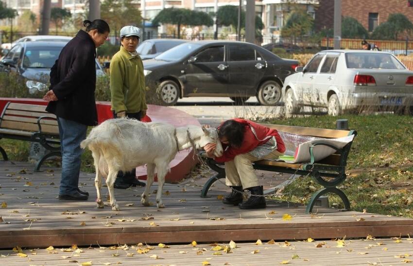 2012年属羊人真的会犯太岁吗？