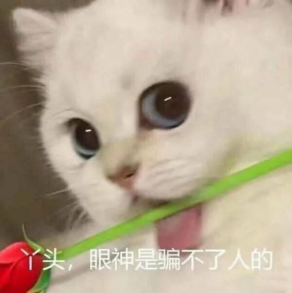 猫咪的玫瑰隐藏结局怎么触发？新手必看通关秘籍