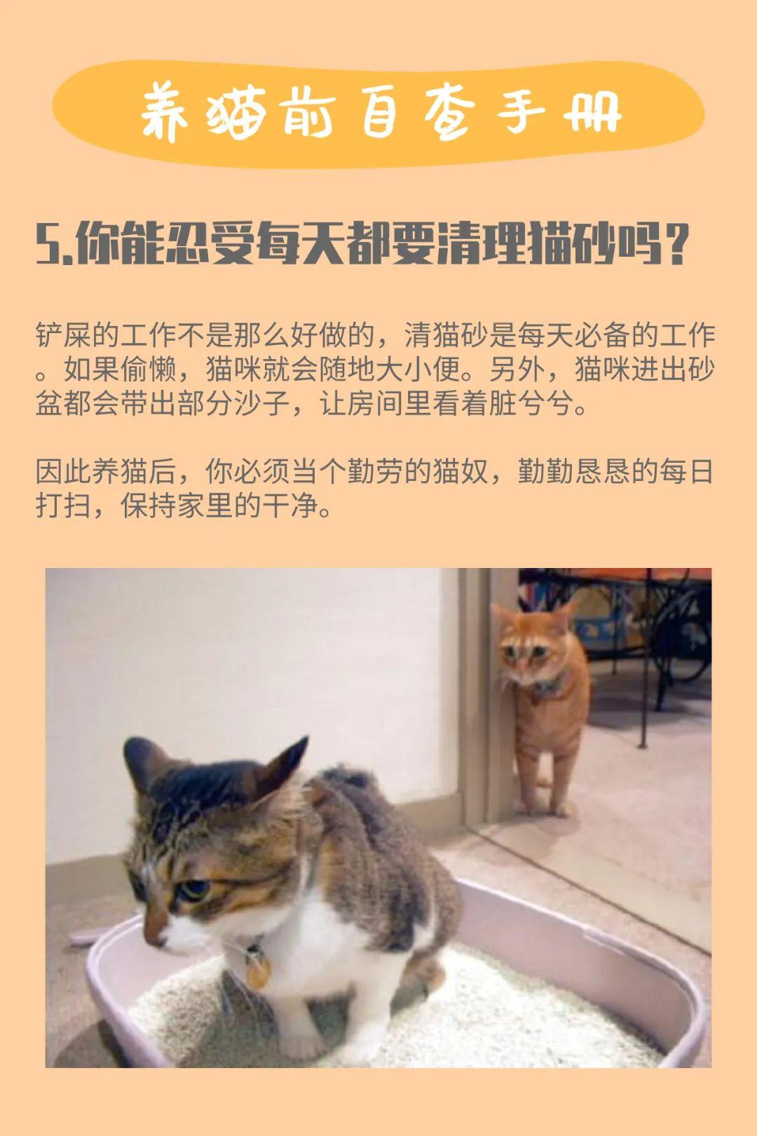 新手养猫真的这么难吗？