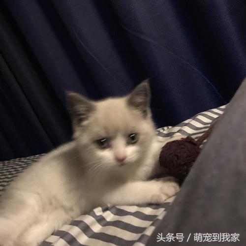 猫咪肉垫形状真的能判断性格吗？