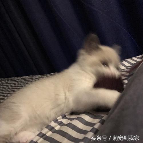 猫咪肉垫形状真的能判断性格吗？