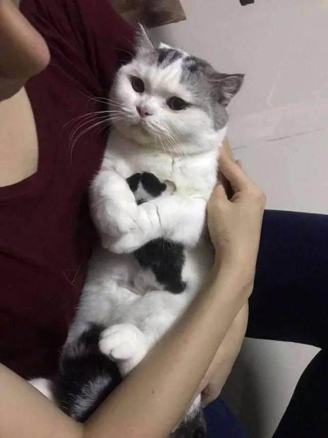 小奶猫到底能吃啥不能吃啥？🐾