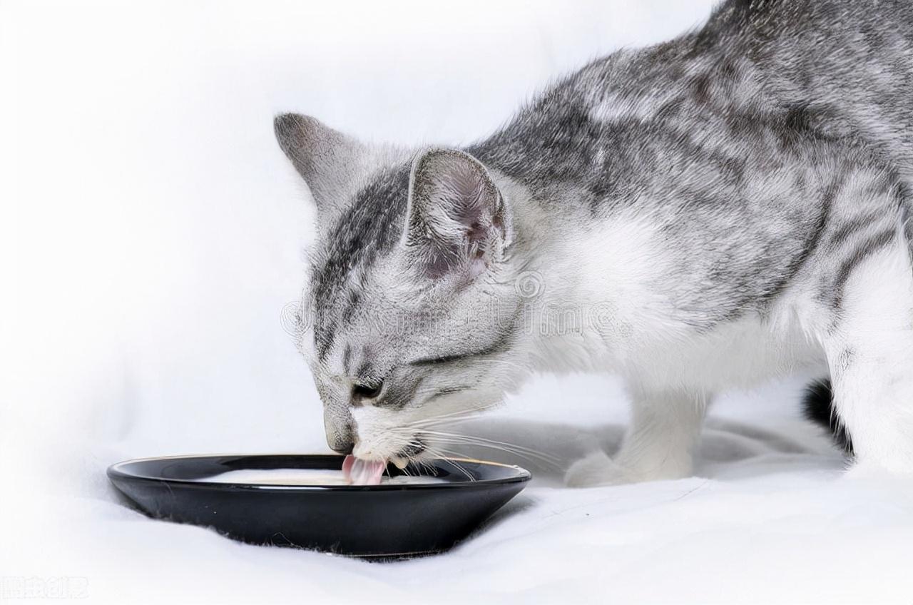 猫咪喝羊奶粉真的比牛奶好吗？