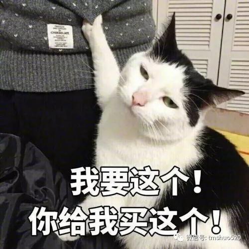 主子为啥对猫草爱搭不理？