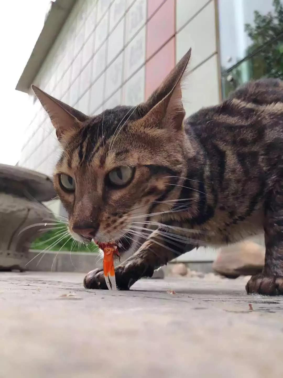 为什么别人家的猫照片总比我拍得好看？