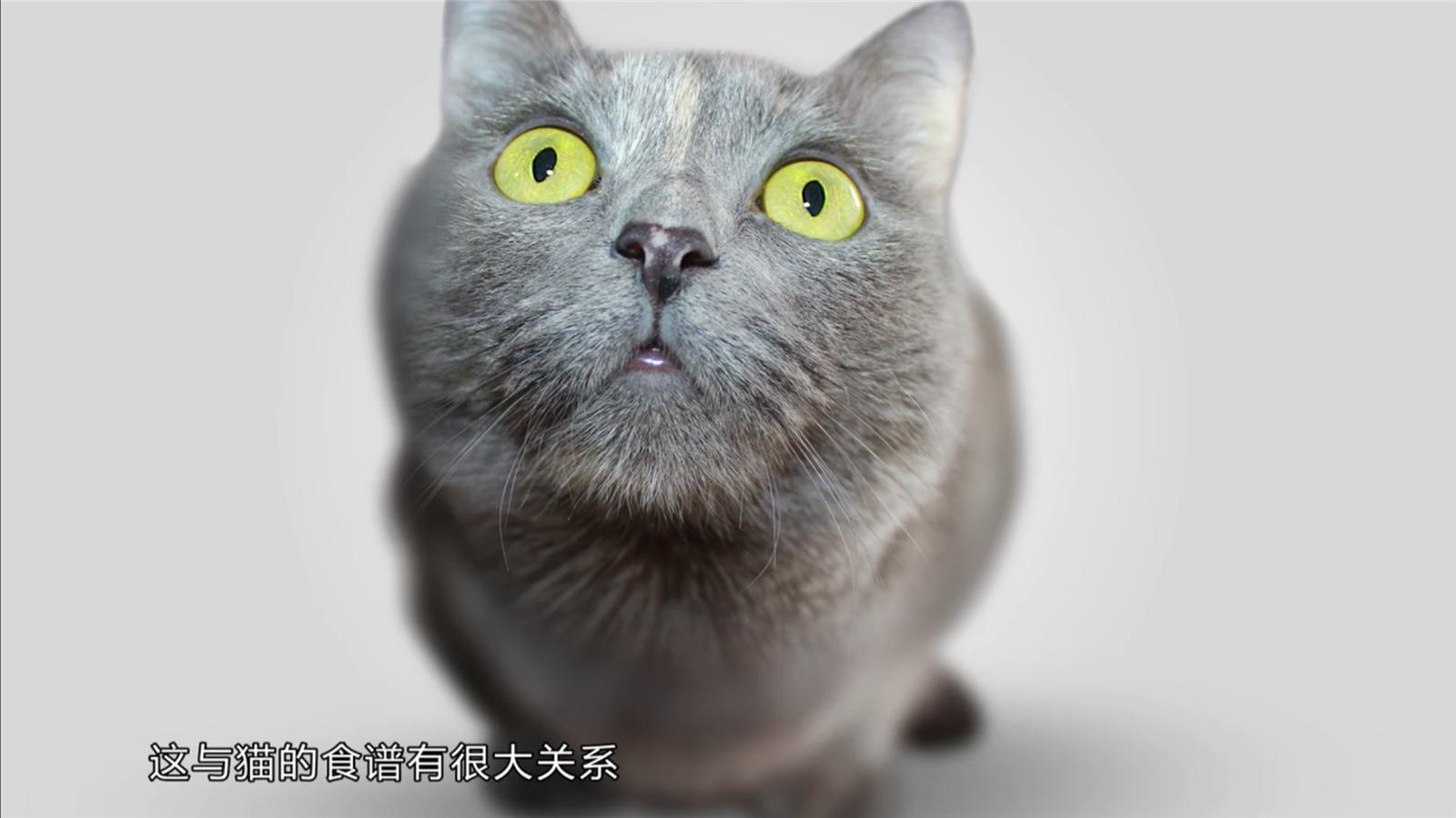 猫咪近亲繁殖真的没问题吗？