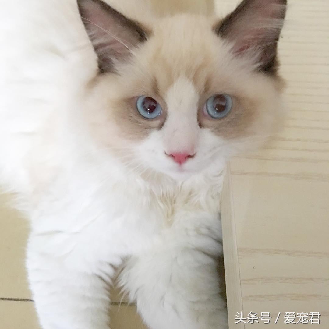 猫咪去世后绝对不能埋树下吗？