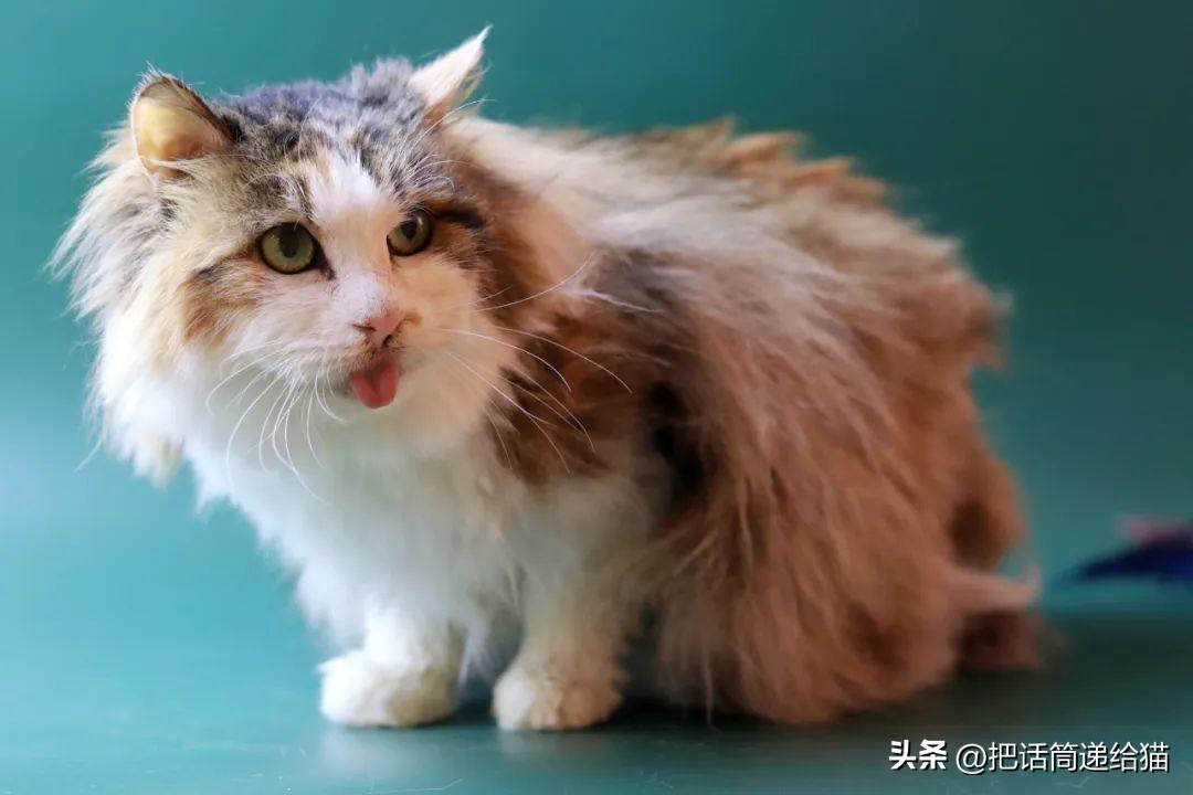 猫咪吐完整粒猫粮到底要不要紧？