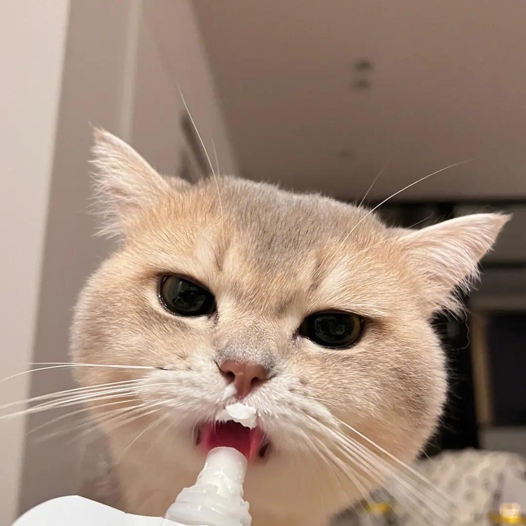 猫咪真的可以吃酸奶吗？