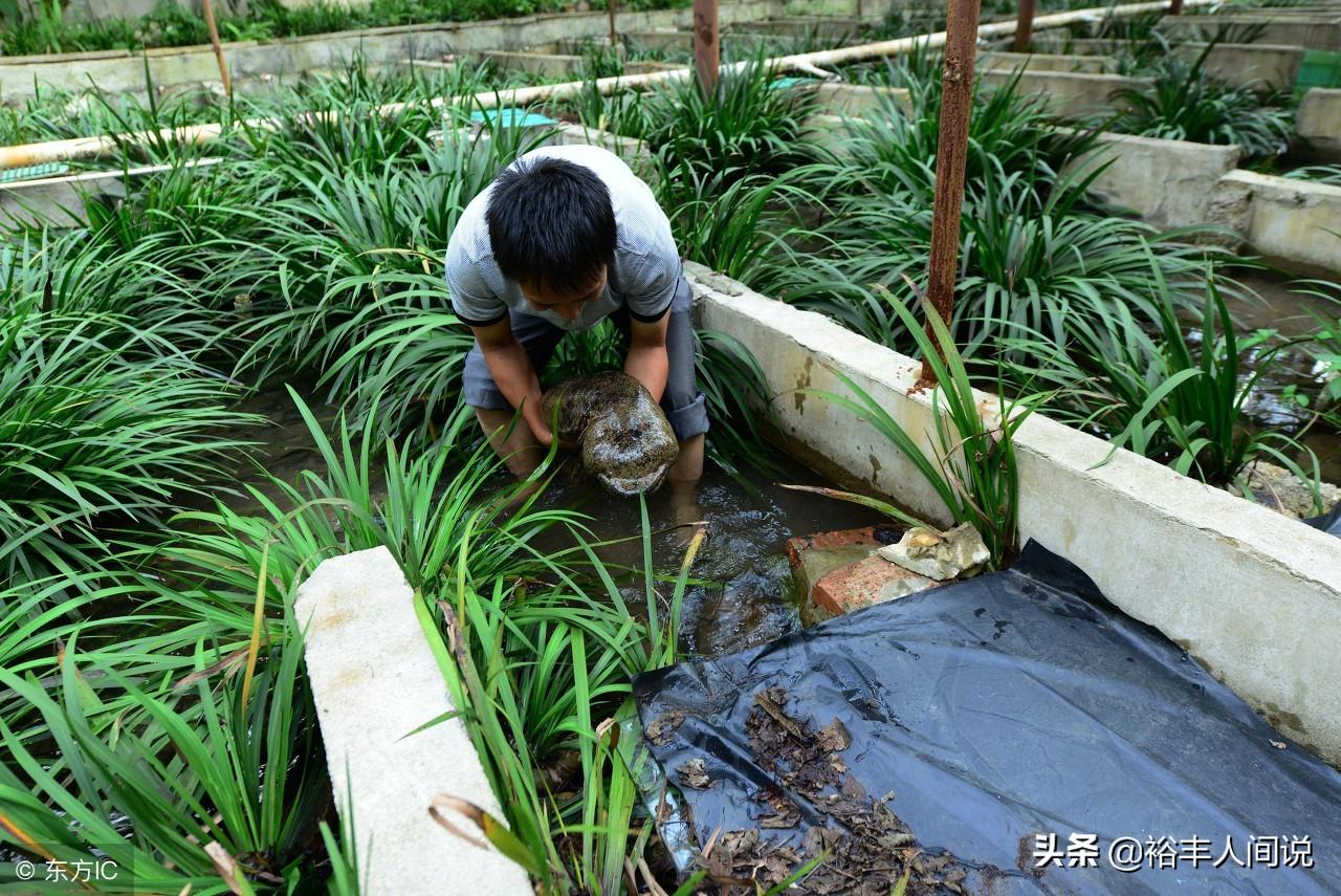 养殖贷款到底怎么申请才能成功？