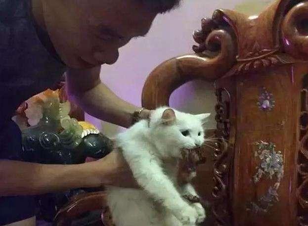 猫咪偷吃炸鸡会不会中毒？