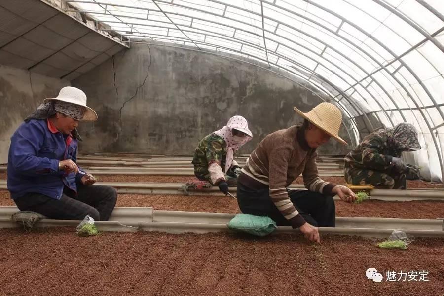 桃花一族开无土，可爱一四爱线红打一生肖是啥动物，重点解释落实