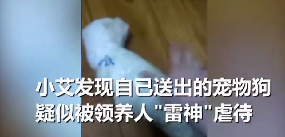 在贵阳领养猫咪到底要闯多少关？