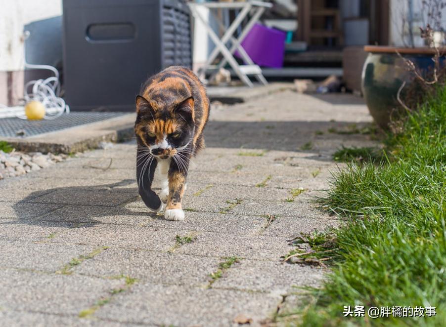 猫咪吃鱼内脏会中毒吗？新手必看喂养指南