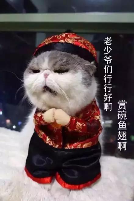 为啥我家猫主子突然咬我？