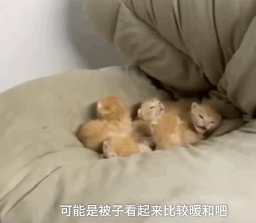 猫咪出租真的能月入过万吗？