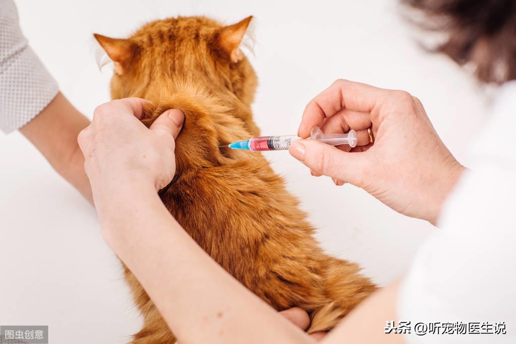 猫咪得了猫癣该用什么药才能彻底治愈？