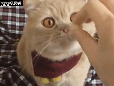 猫咪零食怎么选才能让主子吃开心又健康？🐱