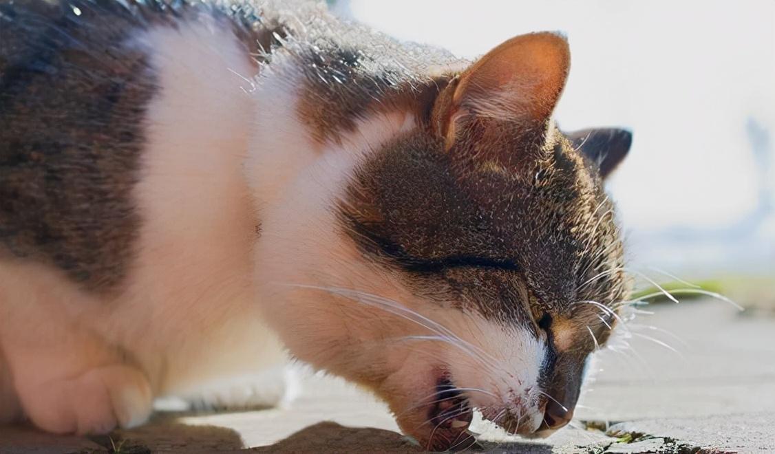 猫咪驱虫到底要隔几个月搞一次？