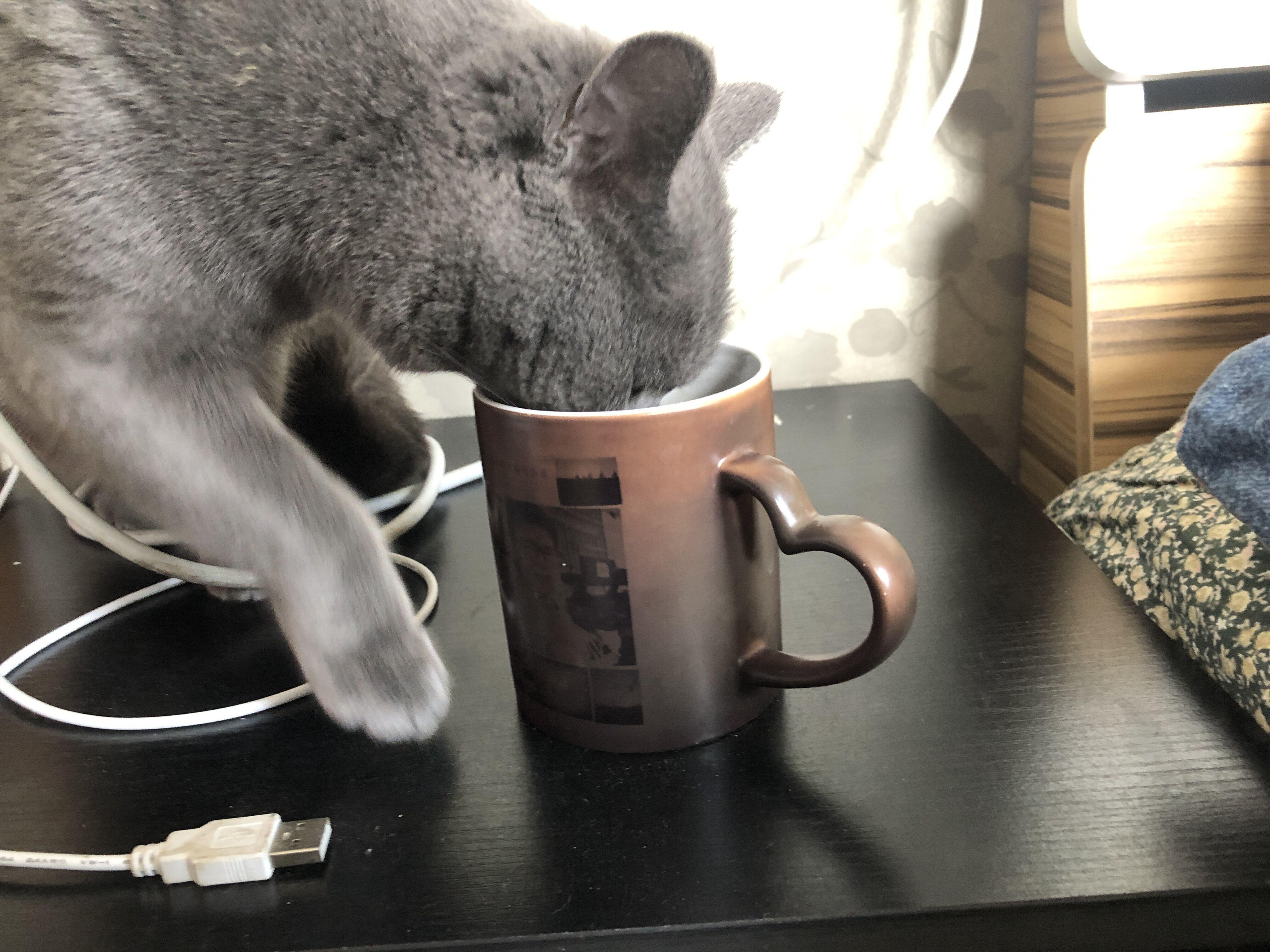 猫咪为啥总盯着水杯发呆？