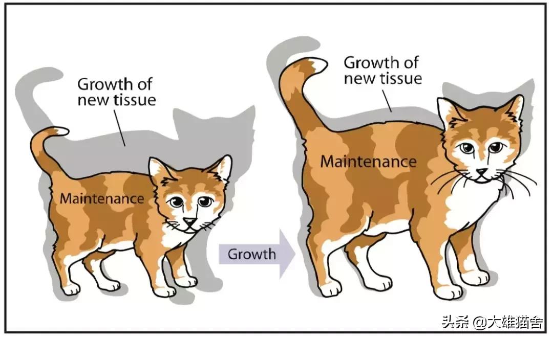 猫咪正常体温是多少度？