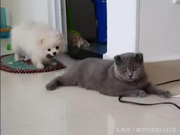 🐱猫主子尾巴竖起来到底想说啥？