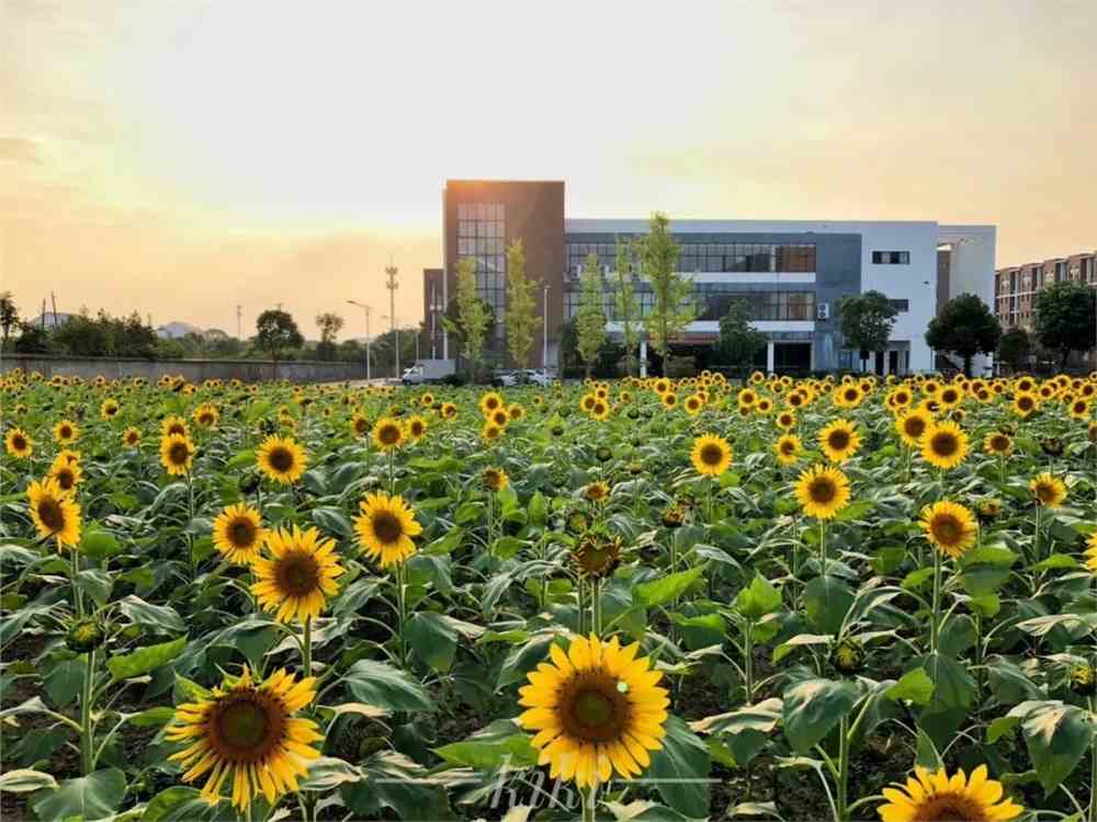 上海财经大学浙江学院2020年招生章程：招生报考相关信息全知道