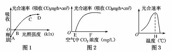 深入解析表观光合作用速率：你需要知道的一切