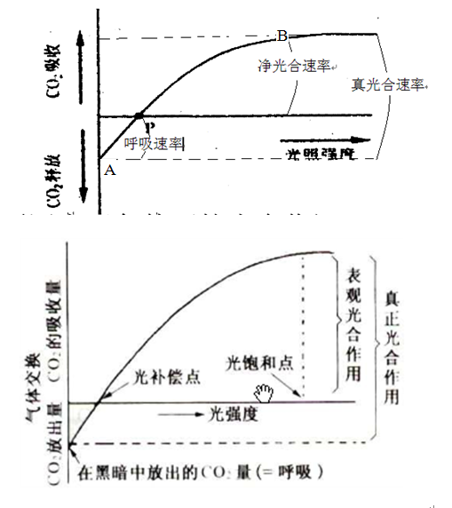 真光合速率与净光合速率：深入解析两者的关系及区别