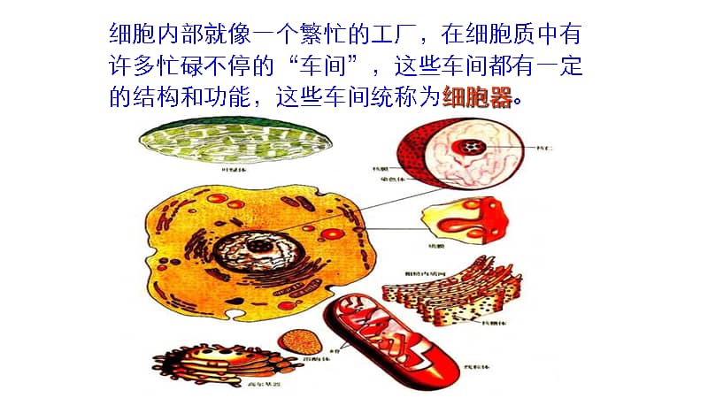 细胞器有哪些？这份细胞工厂里的「秘密员工名单」太有趣了！