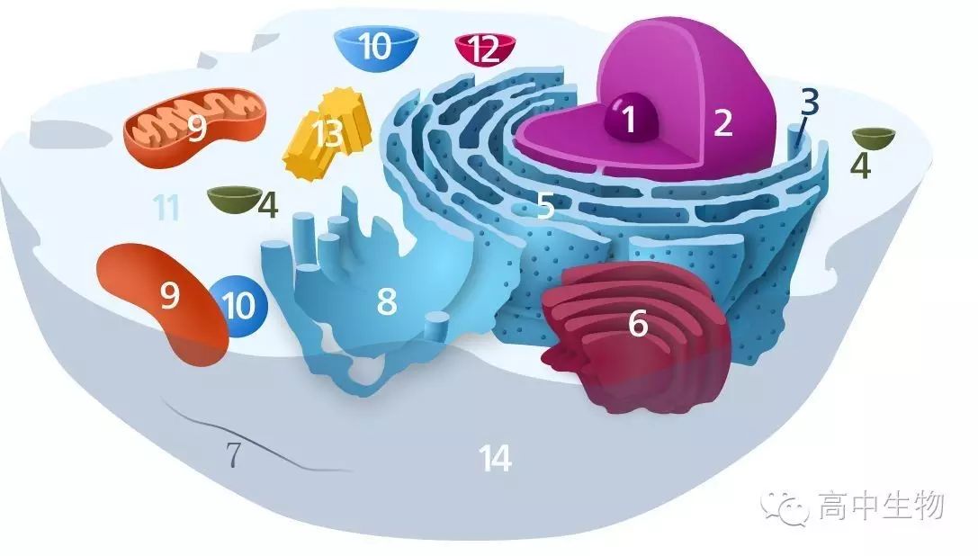 细胞器有哪些？这份细胞工厂里的「秘密员工名单」太有趣了！
