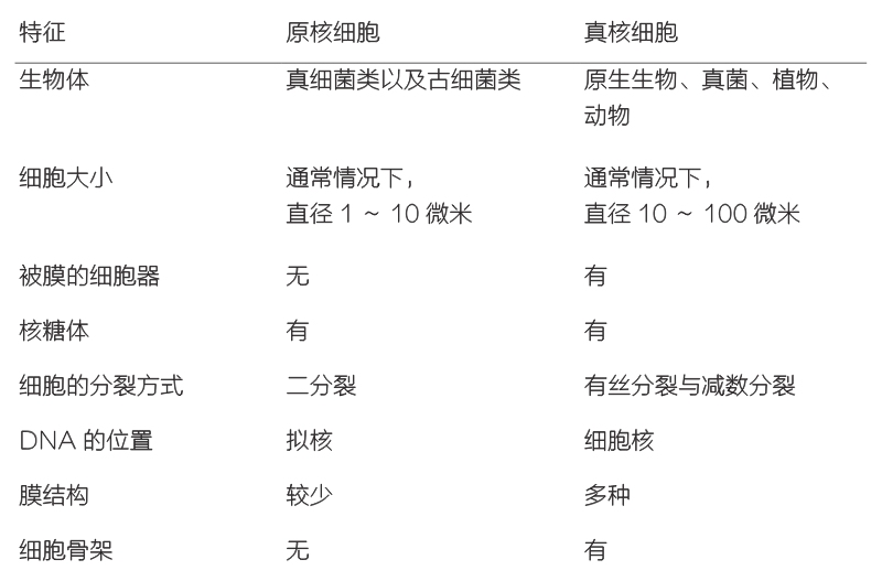 原核细胞VS真核细胞：5个关键区别让你秒懂生命密码