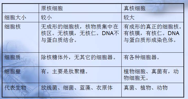 原核细胞VS真核细胞：5个关键区别让你秒懂生命密码