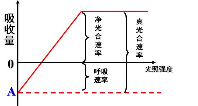 真光合速率与净光合速率：深入解析两者的关系及区别