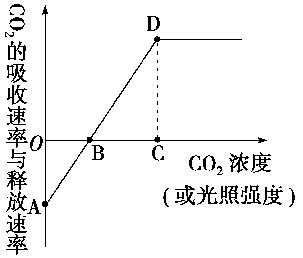 真光合速率与净光合速率：深入解析两者的关系及区别