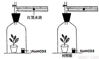 真光合速率与净光合速率：深入解析两者的关系及区别