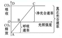 你知道什么是生物总光合和净光合吗？详细解析在这里