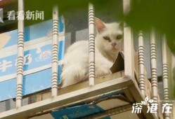 你家猫主子安全吗？邻居扔猫事件暴露了啥问题