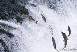 台湾地震鱼群跃出水面是末日征兆吗？