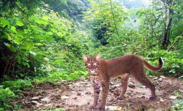 抚顺山林惊现的猫科动物究竟是什么物种？  第1张